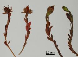 Hypericum minutiflorum stems, each with 1 or 2 flowers.
 © Landcare Research 2010 